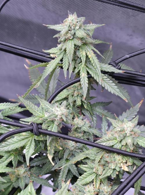 Bubblegum Femaleseeds. Week 14 - 08/04/2026
● - The AFTER 8's - ●