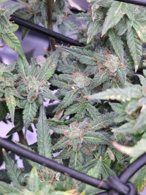 Bubblegum Femaleseeds. Week 14 - 08/04/2026
● - The AFTER 8's - ●