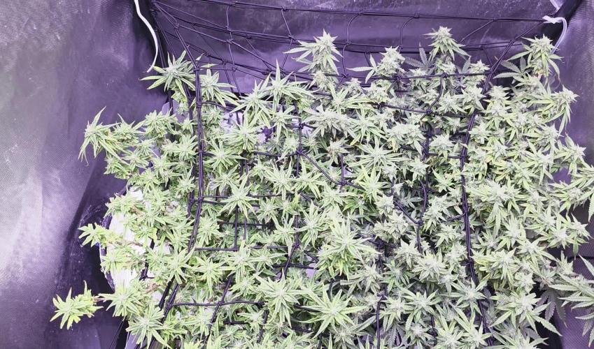 Bubblegum Femaleseeds
