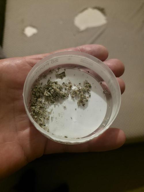 Bubblegum Femaleseeds. Week 14 - 08/04/2026
● - The SHAKE AFTER 8's - ●