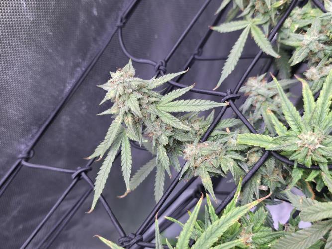 Bubblegum Femaleseeds. Week 14 - 08/04/2026
● - The AFTER Lights Out Turn on Affect - ●