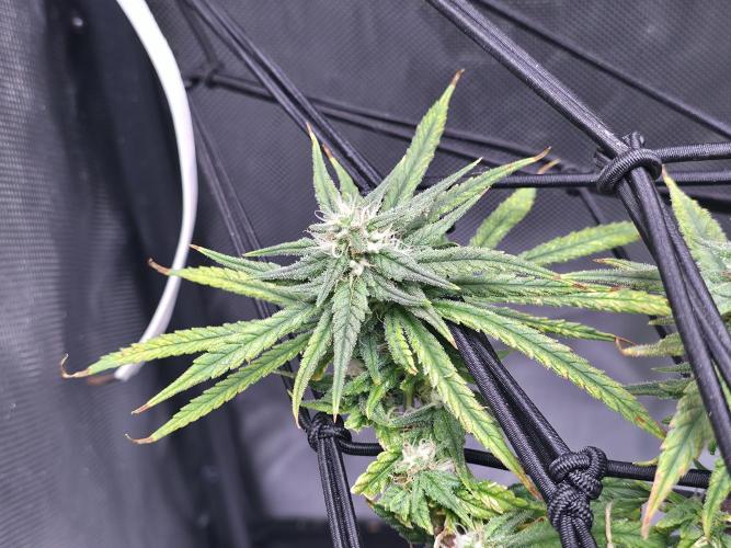Bubblegum Femaleseeds. Week 14 - 08/04/2026
● - The AFTER Lights Out Turn on Affect - ●