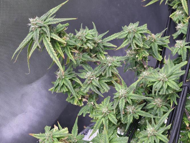 Bubblegum Femaleseeds. Week 14 - 08/04/2026
● - The AFTER Lights Out Turn on Affect - ●