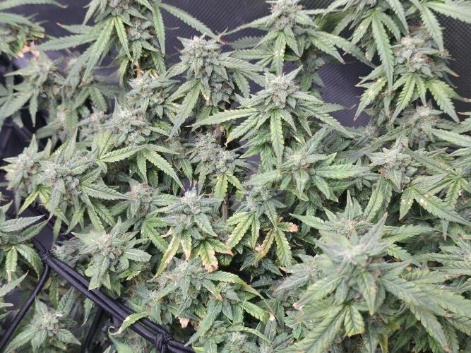 Bubblegum Femaleseeds. Week 14 - 08/04/2026
● - The AFTER Lights Out Turn on Affect - ●