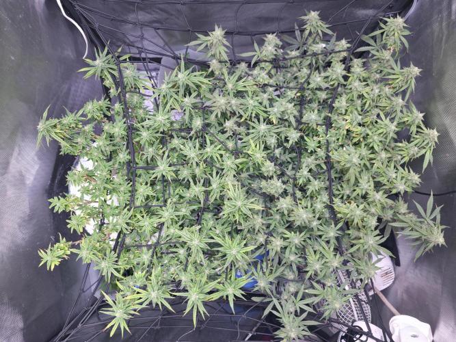 Bubblegum Femaleseeds. Week 14 - 08/04/2026
● - The AFTER Lights Out Turn on Affect - ●