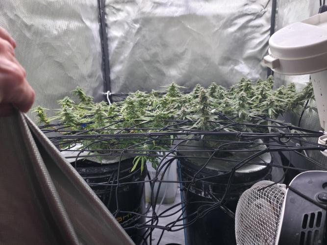 Bubblegum Femaleseeds. Week 14 - 08/04/2026
● - The AFTER Lights Out Turn on Affect - ●