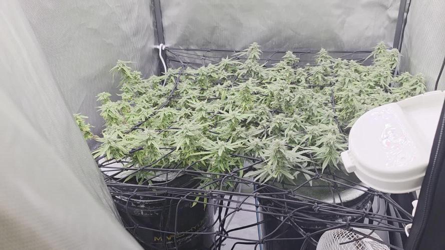 Bubblegum Femaleseeds