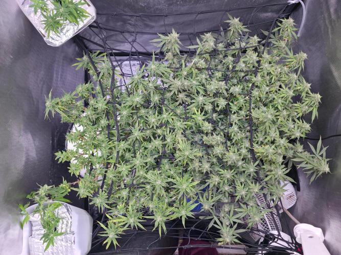 Bubblegum Femaleseeds. Week 14 - 09/04/2026: The Midnight Forge – Phase: Ballistic Swell
​︎ Thermal Calibration: