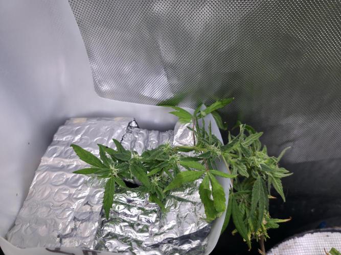 Bubblegum Femaleseeds. Week 14 - 09/04/2026: The Midnight Forge – Phase: Ballistic Swell
​︎ Thermal Calibration: