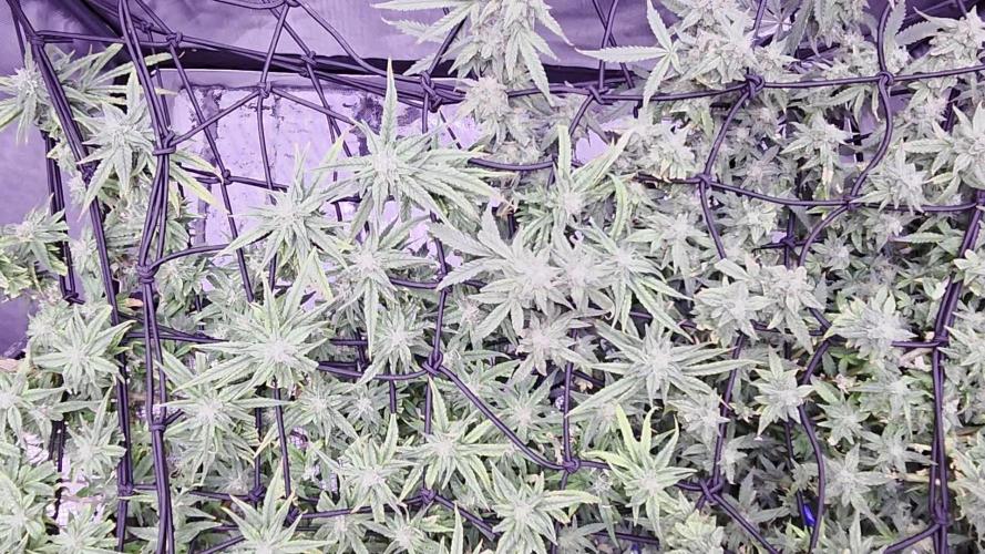 Bubblegum Femaleseeds