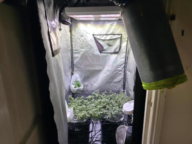 Bubblegum Femaleseeds. Week 14 - 09/04/2026: The Midnight Forge – Phase: Ballistic Swell
​︎ Thermal Calibration: