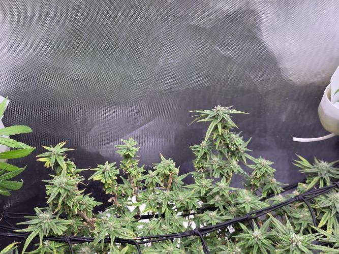 Bubblegum Femaleseeds. Week 14 - 09/04/2026: The Midnight Forge – Phase: Ballistic Swell
​︎ Thermal Calibration: