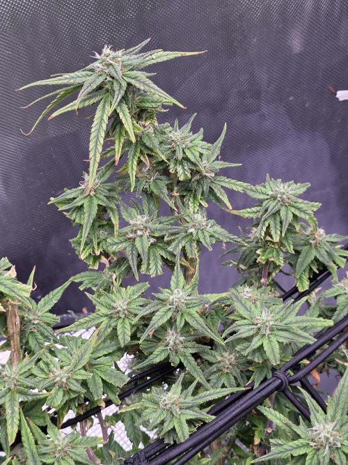 Bubblegum Femaleseeds. Week 14 - 09/04/2026: The Midnight Forge – Phase: Ballistic Swell
​︎ Thermal Calibration: