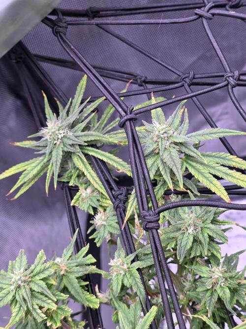 Bubblegum Femaleseeds. Week 14 - 09/04/2026: The Midnight Forge – Phase: Ballistic Swell
​︎ Thermal Calibration:
