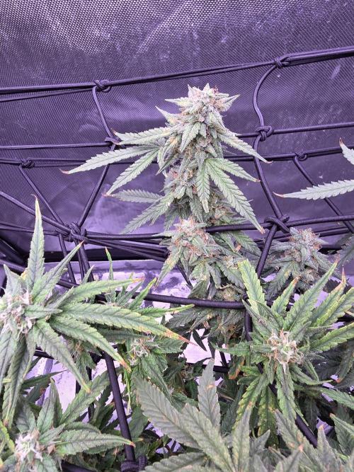 Bubblegum Femaleseeds. Week 14 - 09/04/2026: The Midnight Forge – Phase: Ballistic Swell
​︎ Thermal Calibration: