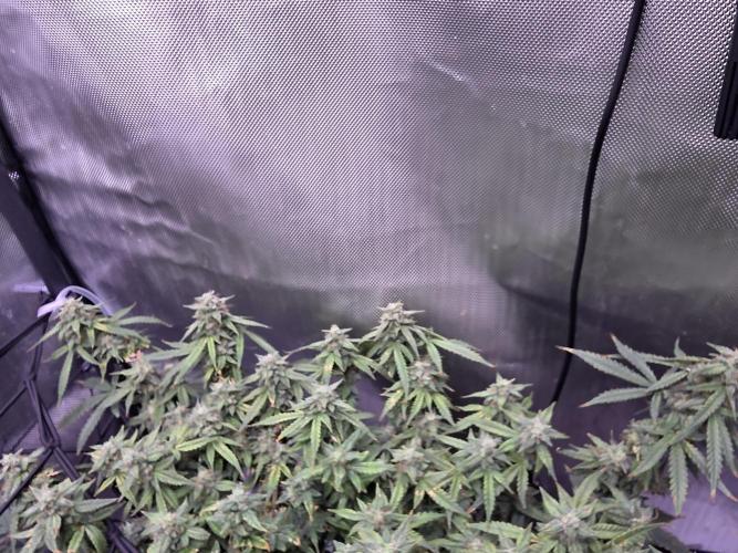 Bubblegum Femaleseeds. Week 14 - 09/04/2026: The Midnight Forge – Phase: Ballistic Swell
​︎ Thermal Calibration:
