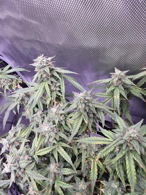 Bubblegum Femaleseeds. Week 14 - 09/04/2026: The Midnight Forge – Phase: Ballistic Swell
​︎ Thermal Calibration: