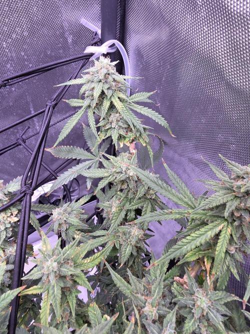 Bubblegum Femaleseeds. Week 14 - 09/04/2026: The Midnight Forge – Phase: Ballistic Swell
​︎ Thermal Calibration: