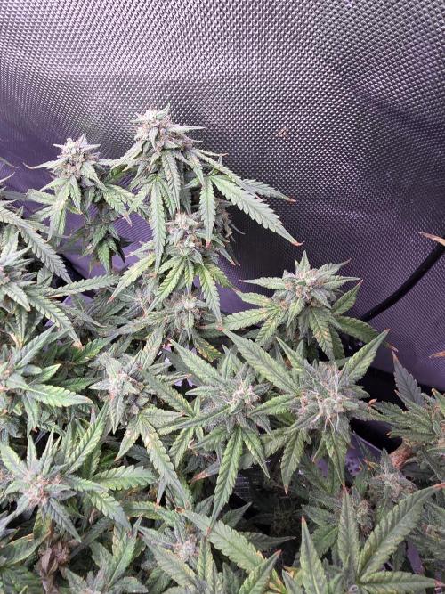 Bubblegum Femaleseeds. Week 14 - 09/04/2026: The Midnight Forge – Phase: Ballistic Swell
​︎ Thermal Calibration: