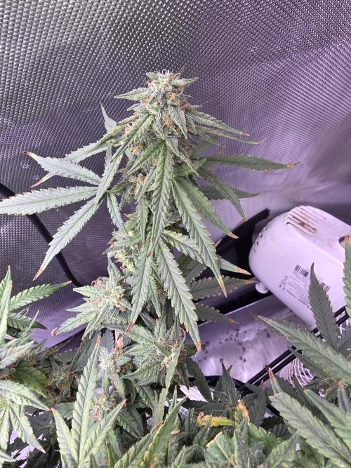 Bubblegum Femaleseeds. Week 14 - 09/04/2026: The Midnight Forge – Phase: Ballistic Swell
​︎ Thermal Calibration:
