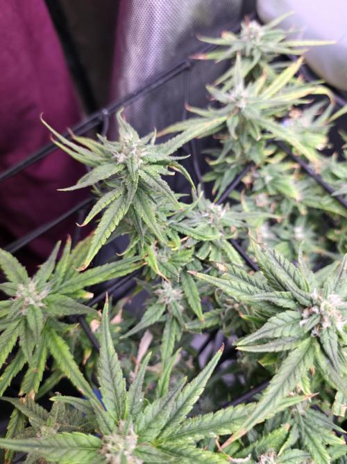 Bubblegum Femaleseeds. Week 14 - 09/04/2026: The Midnight Forge – Phase: Ballistic Swell
​︎ Thermal Calibration: