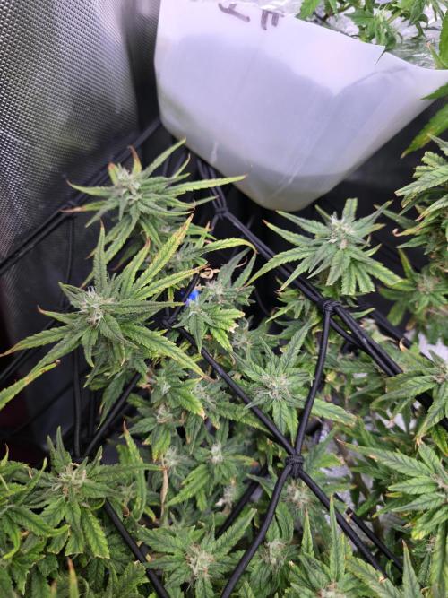 Bubblegum Femaleseeds. Week 14 - 09/04/2026: The Midnight Forge – Phase: Ballistic Swell
​︎ Thermal Calibration: