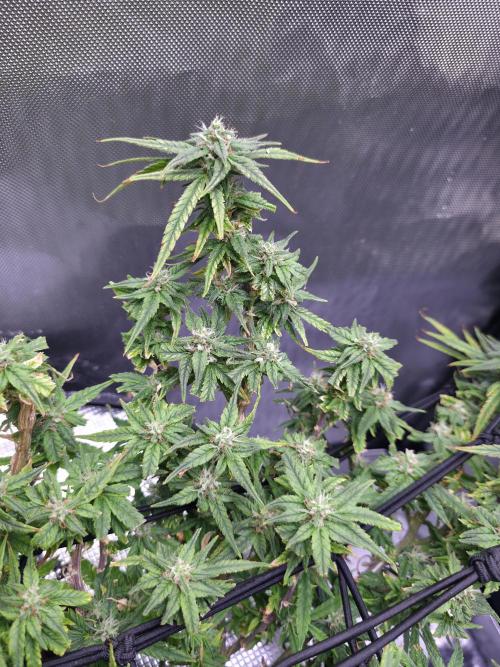 Bubblegum Femaleseeds. Week 14 - 09/04/2026: The Midnight Forge – Phase: Ballistic Swell
​︎ Thermal Calibration: