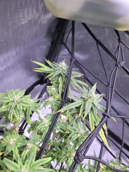 Bubblegum Femaleseeds. Week 14 - 09/04/2026: The Midnight Forge – Phase: Ballistic Swell
​︎ Thermal Calibration:
