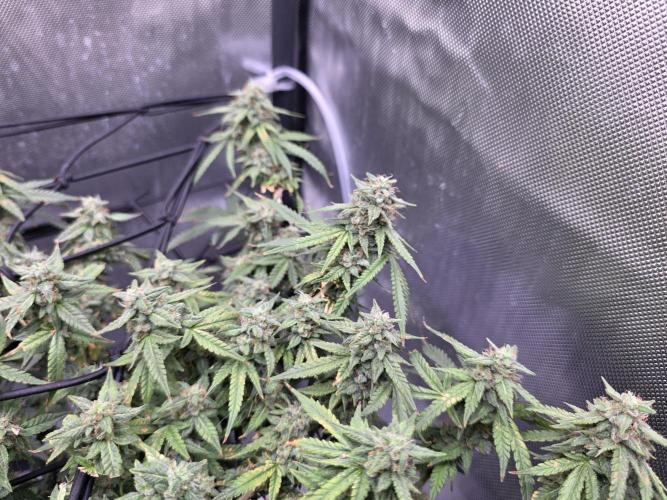 Bubblegum Femaleseeds. Week 14 - 09/04/2026: The Midnight Forge – Phase: Ballistic Swell
​︎ Thermal Calibration: