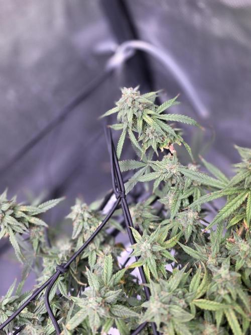 Bubblegum Femaleseeds. Week 14 - 09/04/2026: The Midnight Forge – Phase: Ballistic Swell
​︎ Thermal Calibration: