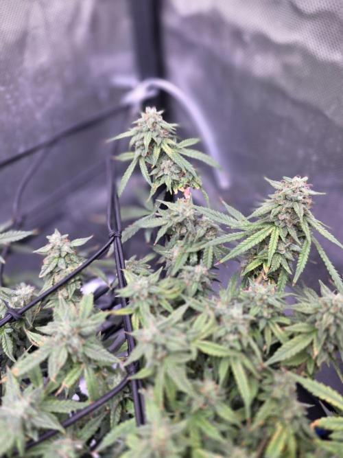 Bubblegum Femaleseeds. Week 14 - 09/04/2026: The Midnight Forge – Phase: Ballistic Swell
​︎ Thermal Calibration: