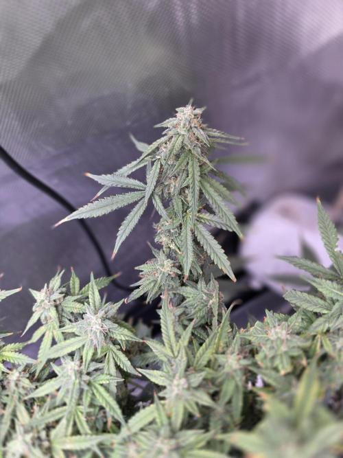 Bubblegum Femaleseeds. Week 14 - 09/04/2026: The Midnight Forge – Phase: Ballistic Swell
​︎ Thermal Calibration: