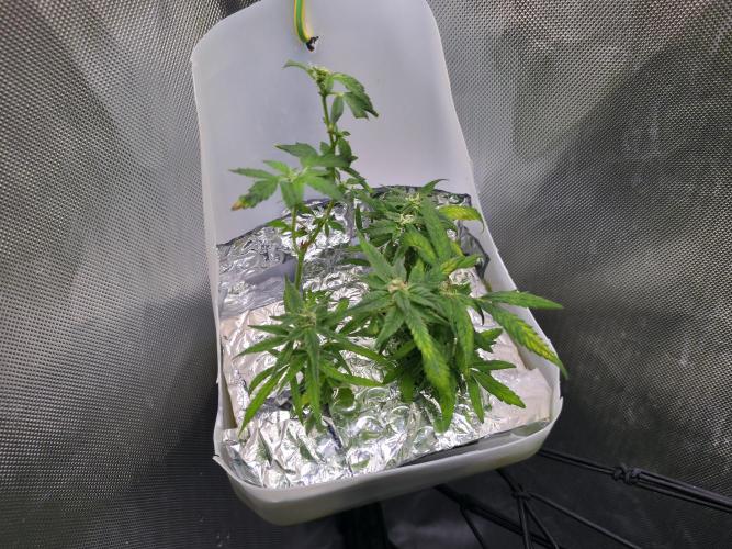 Bubblegum Femaleseeds. Week 14 - 09/04/2026: The Midnight Forge – Phase: Ballistic Swell
​︎ Thermal Calibration: