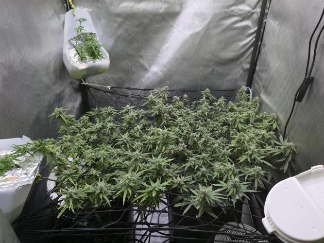 Bubblegum Femaleseeds. Week 14 - 10/04/2026 
3 Drops of Methylene Blue 4% into the 20L buckets ? 