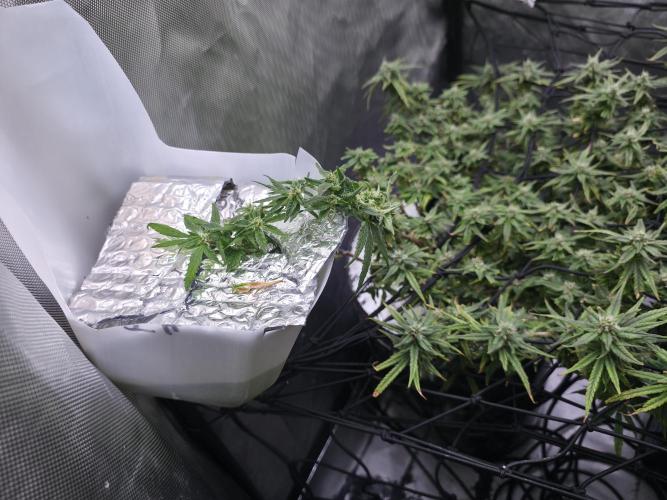 Bubblegum Femaleseeds. Week 14 - 10/04/2026 
3 Drops of Methylene Blue 4% into the 20L buckets ? 