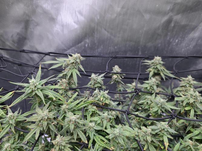Bubblegum Femaleseeds. Week 14 - 10/04/2026 
3 Drops of Methylene Blue 4% into the 20L buckets ? 