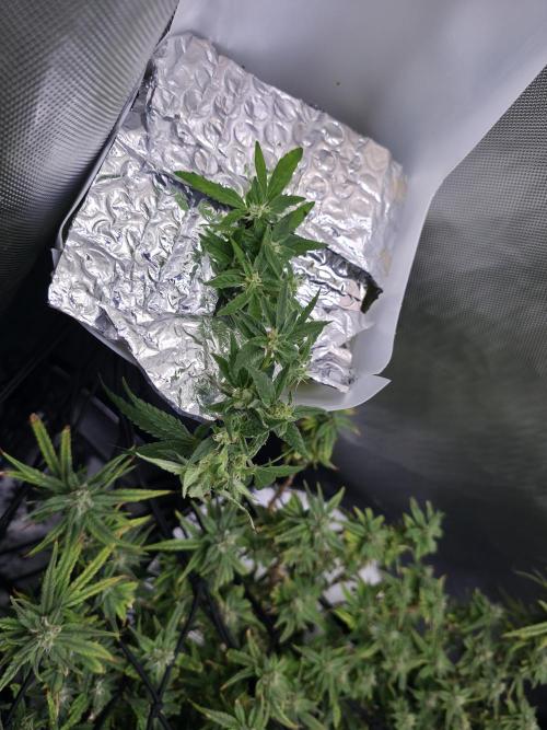 Bubblegum Femaleseeds. Week 14 - 10/04/2026 
3 Drops of Methylene Blue 4% into the 20L buckets ? 