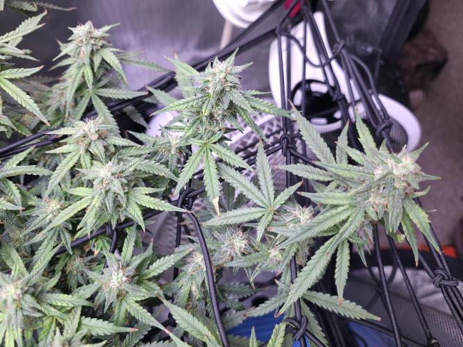 Bubblegum Femaleseeds. Week 14 - 10/04/2026 
3 Drops of Methylene Blue 4% into the 20L buckets ? 