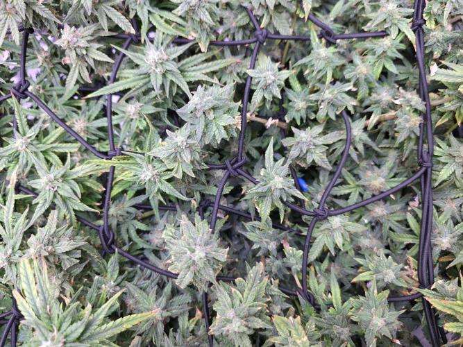 Bubblegum Femaleseeds. Week 14 - 10/04/2026 
3 Drops of Methylene Blue 4% into the 20L buckets ? 