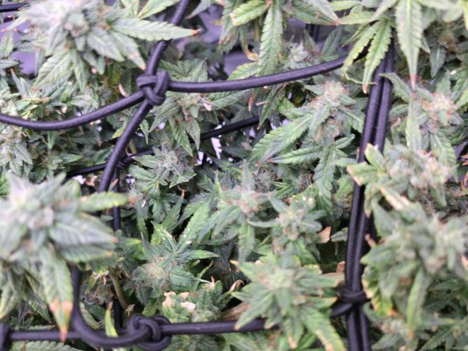 Bubblegum Femaleseeds. Week 14 - 10/04/2026 
3 Drops of Methylene Blue 4% into the 20L buckets ? 