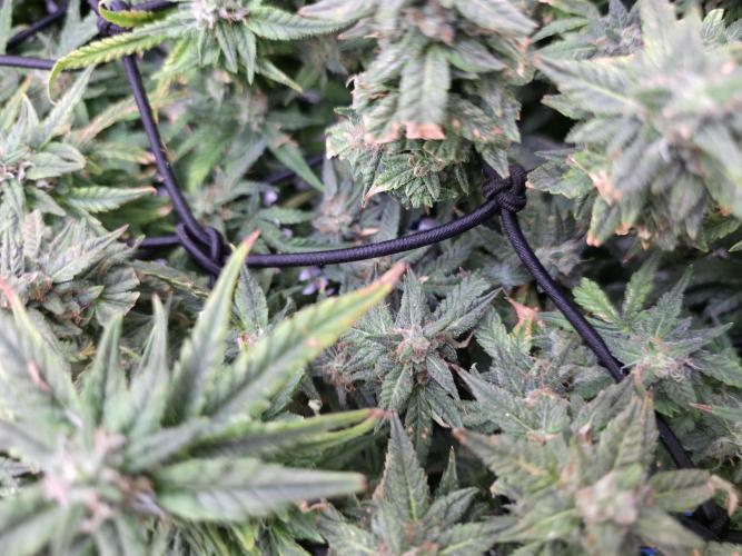 Bubblegum Femaleseeds. Week 14 - 10/04/2026 
3 Drops of Methylene Blue 4% into the 20L buckets ? 