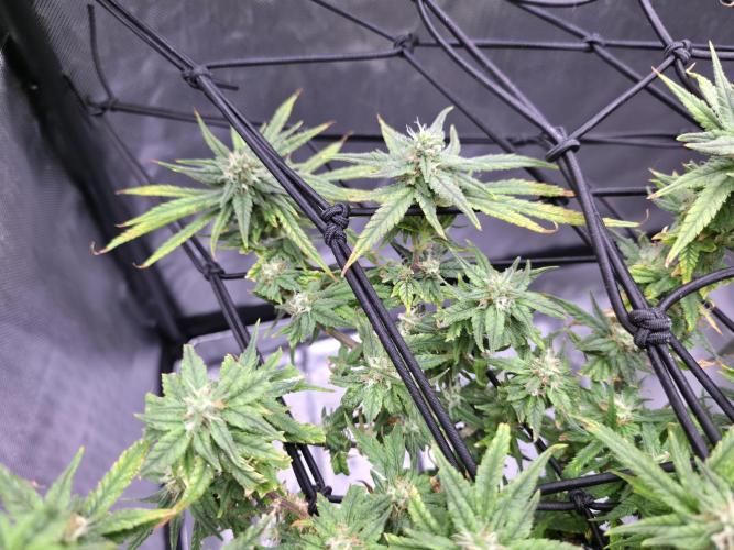 Bubblegum Femaleseeds. Week 14 - 10/04/2026 
3 Drops of Methylene Blue 4% into the 20L buckets ? 
