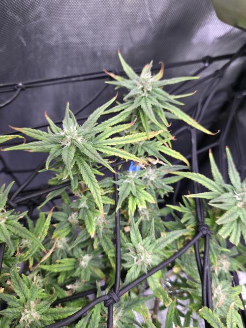 Bubblegum Femaleseeds. Week 14 - 10/04/2026 
3 Drops of Methylene Blue 4% into the 20L buckets ? 