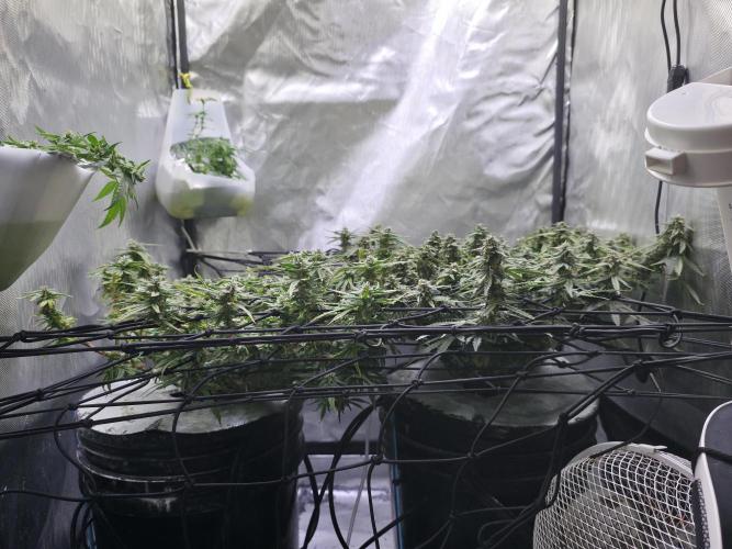 Bubblegum Femaleseeds. Week 14 - 10/04/2026 
3 Drops of Methylene Blue 4% into the 20L buckets ? 