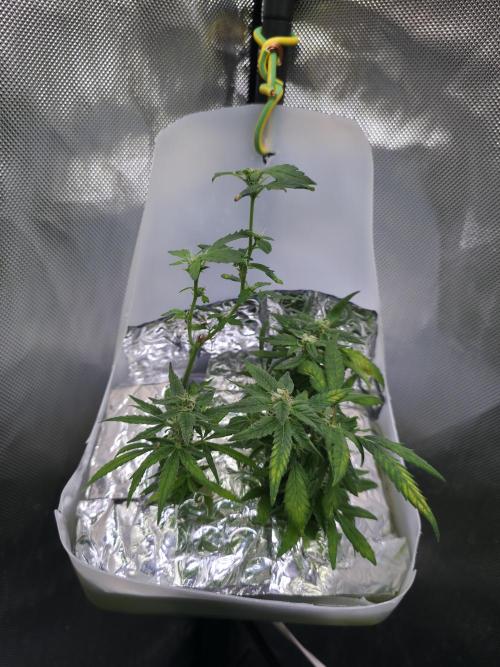Bubblegum Femaleseeds. Week 14 - 10/04/2026 
3 Drops of Methylene Blue 4% into the 20L buckets ? 