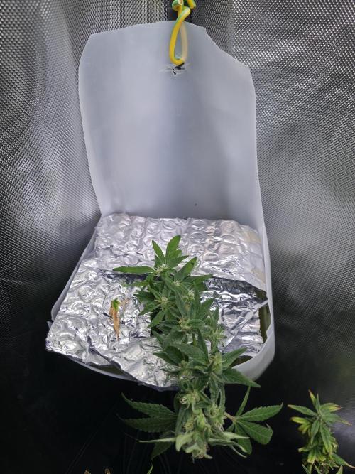 Bubblegum Femaleseeds. Week 14 - 10/04/2026 
3 Drops of Methylene Blue 4% into the 20L buckets ? 