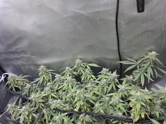 Bubblegum Femaleseeds. Week 14 - 10/04/2026 
3 Drops of Methylene Blue 4% into the 20L buckets ? 