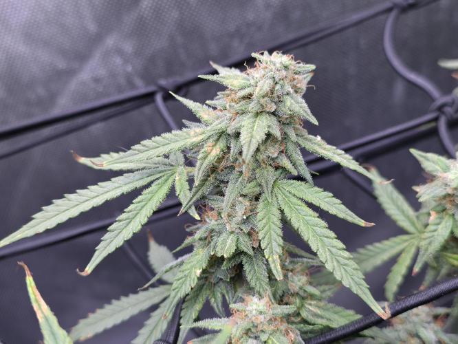 Bubblegum Femaleseeds. Week 14 - 10/04/2026 
Its no beauty pageant. They will swell and grow out lovely!