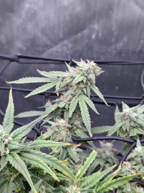Bubblegum Femaleseeds. Week 14 - 10/04/2026 
Its no beauty pageant. They will swell and grow out lovely!
