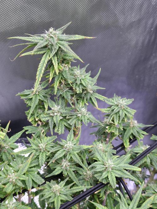 Bubblegum Femaleseeds. Week 14 - 10/04/2026 
Its no beauty pageant. They will swell and grow out lovely!